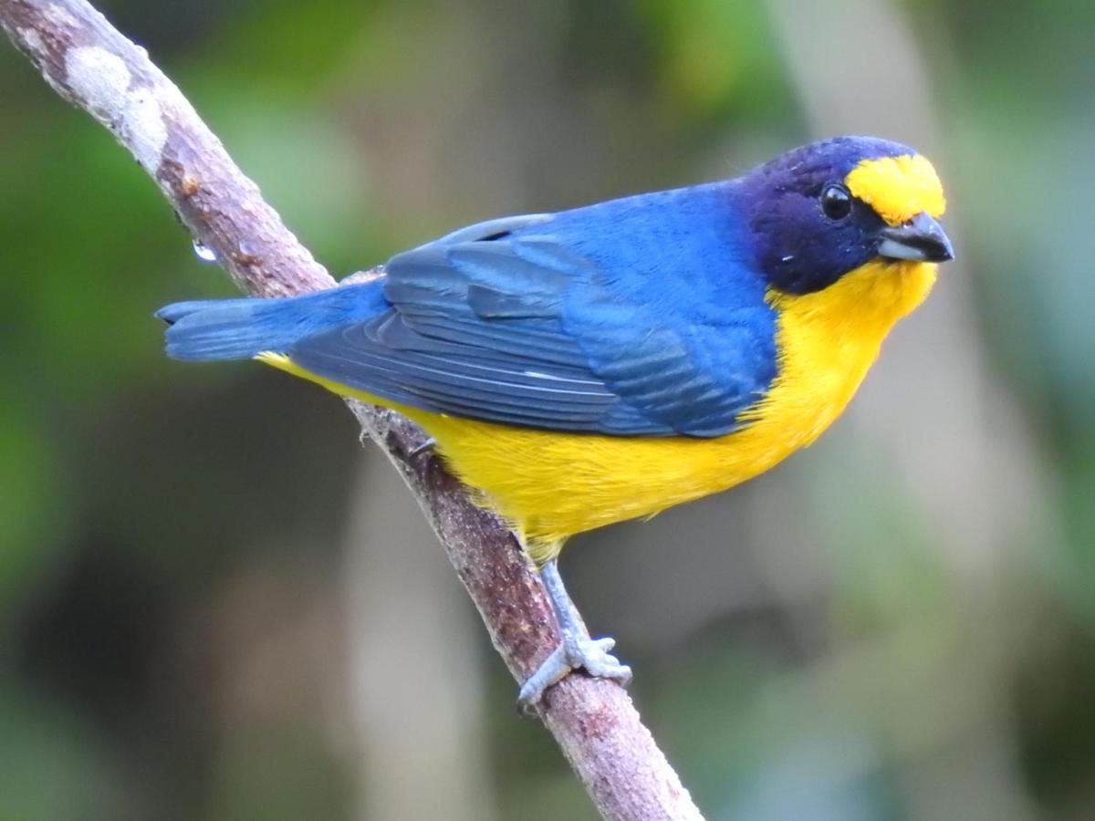 Arua Observacao De Vida Silvestre Прайя-ду-Форте Экстерьер фото