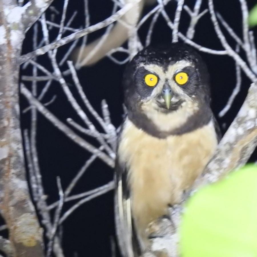 Arua Observacao De Vida Silvestre Прайя-ду-Форте Экстерьер фото