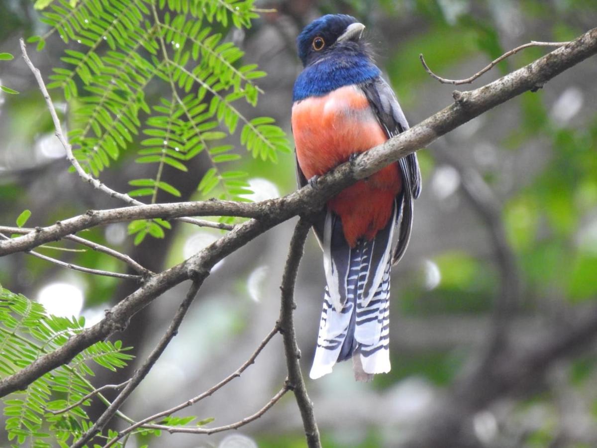 Arua Observacao De Vida Silvestre Прайя-ду-Форте Экстерьер фото
