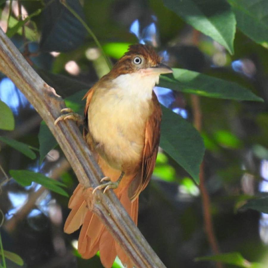 Arua Observacao De Vida Silvestre Прайя-ду-Форте Экстерьер фото