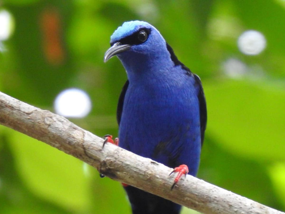 Arua Observacao De Vida Silvestre Прайя-ду-Форте Экстерьер фото