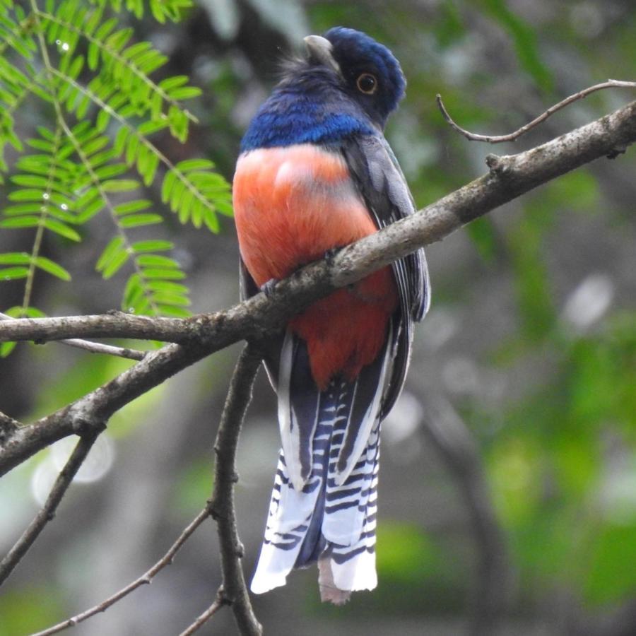 Arua Observacao De Vida Silvestre Прайя-ду-Форте Экстерьер фото