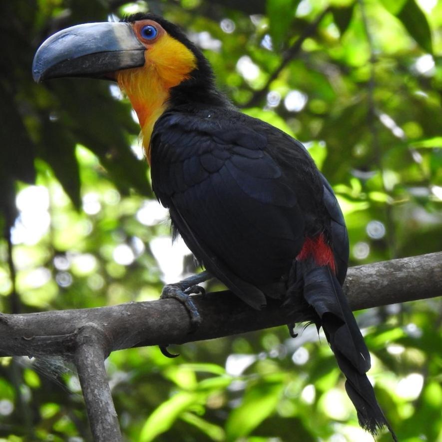 Arua Observacao De Vida Silvestre Прайя-ду-Форте Экстерьер фото